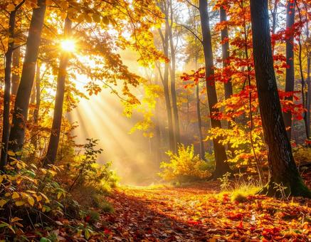 朝日が差し込む幻想的な紅葉の森 朝日が差し込む幻想的な紅葉の森の写真