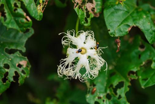 独特な形のカラスウリとクロウリハムシ 独特な形のカラスウリとクロウリハムシ カラスウリ,草花,花の写真素材