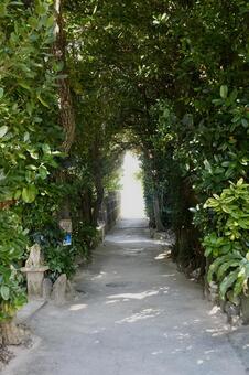 備瀬のフクギ並木② フクギ,自然,木の写真素材