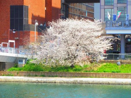 川辺の桜 川辺の桜の写真