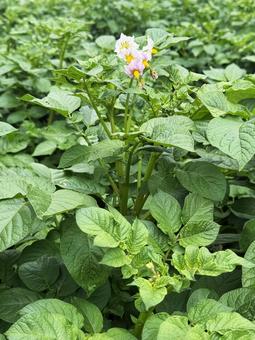 草むら 草むら,紫の花,花の写真素材