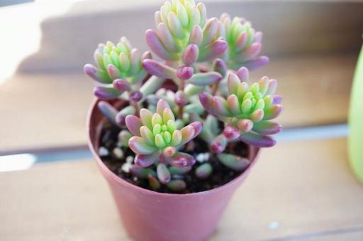 多肉植物 多肉植物の写真