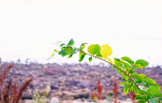 海辺の植物 海辺の植物の写真