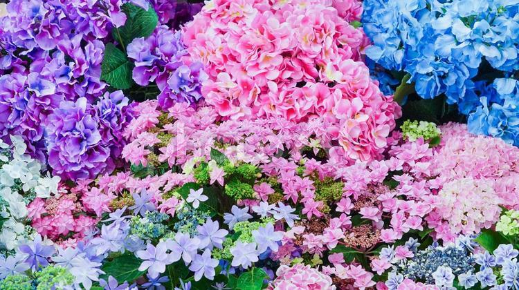 カラフルな美しいアジサイの花 アジサイ,花,フラワーの写真素材
