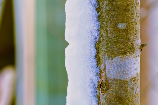 樹木に着いた雪 樹木に着いた雪の写真