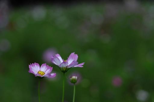 秋風に揺れて咲く コスモス,秋桜,花の写真素材