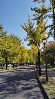 並木道 並木道,銀杏,青空の写真素材