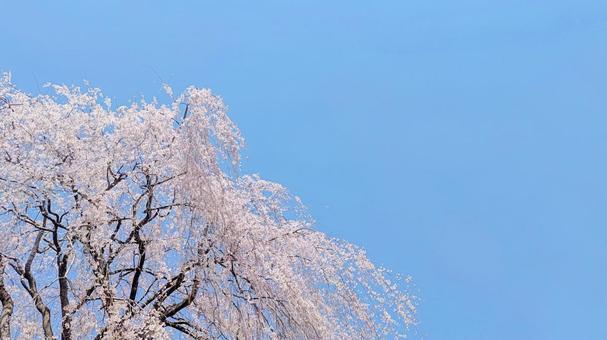 青空と満開の桜コピースペース 桜,さくら,サクラの写真素材