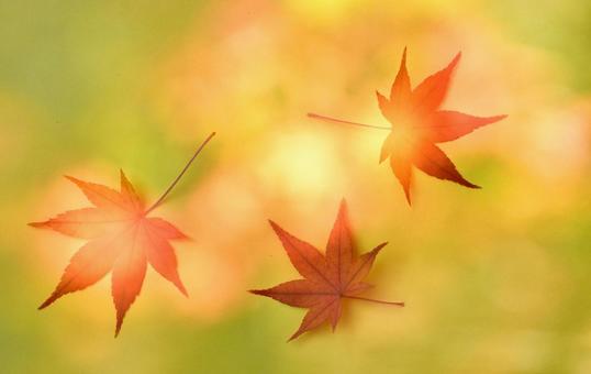 秋色21:舞 秋色21:舞 イメージフォト,モミジの葉,紅葉の写真素材