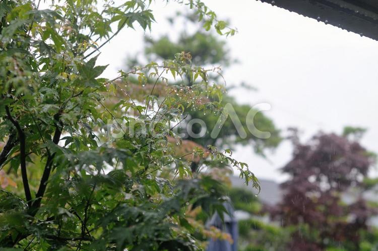 雨に濡れる枝 雨,庭,木の写真素材