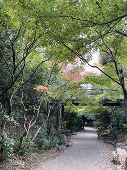 京都の公園 京都,自然,木の写真素材