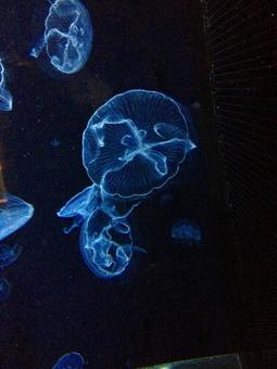 クラゲ クラゲの写真