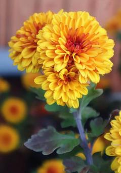 盆栽専用 小菊,花,flowerの写真素材