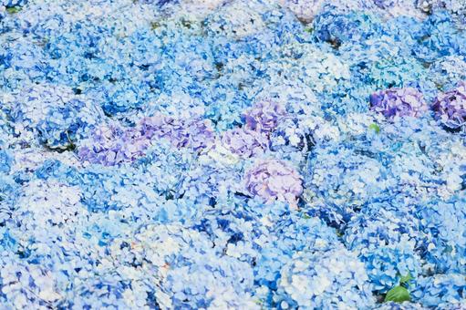Hydrangea background material Hydrangea background material