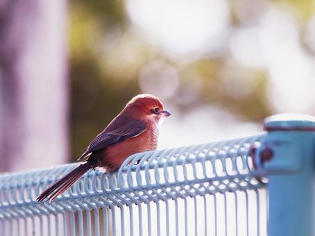 柵にとまる野鳥のモズ 柵にとまる野鳥のモズ 鳥,モズ,野鳥の写真素材