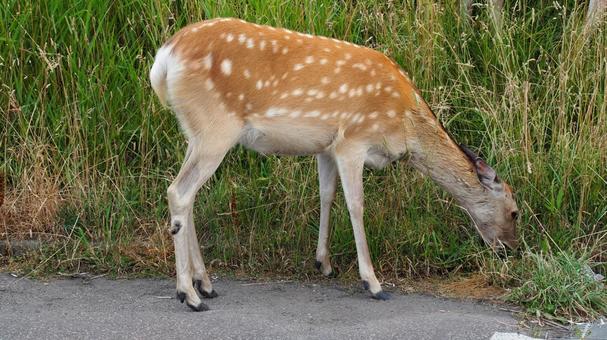 野付半島 トドワラのエゾ鹿 野付半島 トドワラのエゾ鹿の写真