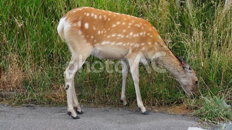 野付半島　トドワラのエゾ鹿 エゾ鹿,野付半島,トドワラの写真素材