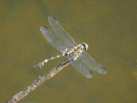 【昆虫写真】ウチワヤンマ(団扇蜻蜒) 【昆虫写真】ウチワヤンマ(団扇蜻蜒)の写真