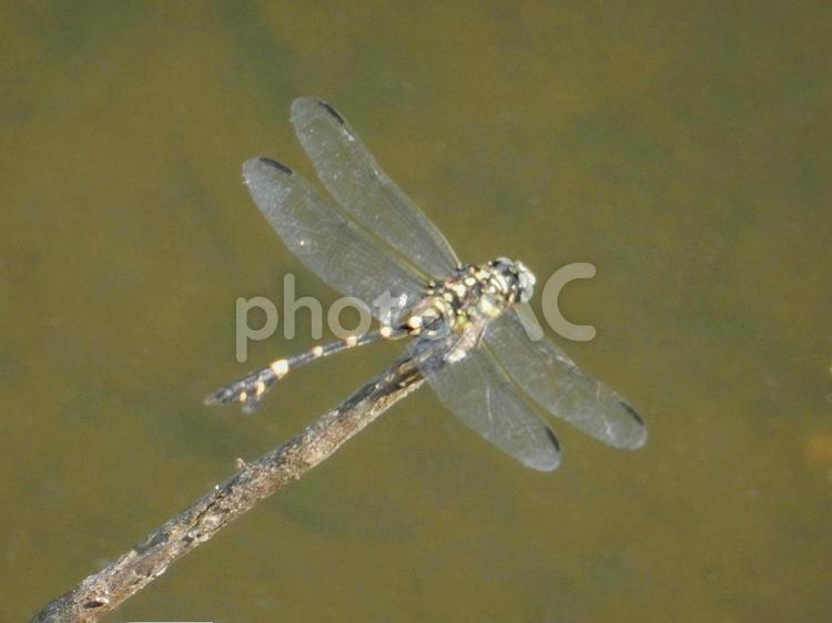 【昆虫写真】ウチワヤンマ（団扇蜻蜒） ウチワヤンマ,団扇蜻蜒,蜻蛉の写真素材