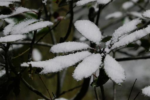 雪 雪の写真