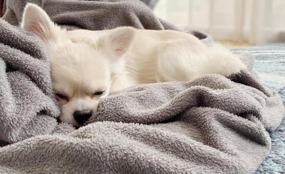 毛布の上でお昼寝するチワワ チワワ,寝顔,室内犬の写真素材