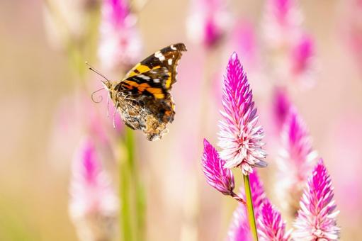 アカタテハ(49) アカタテハ(49)の写真