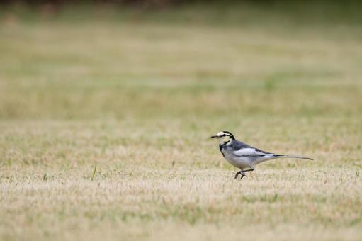 ハクセキレイ⒁の写真