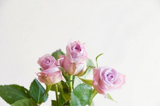 紫のばら 紫,ばら,水滴の写真素材