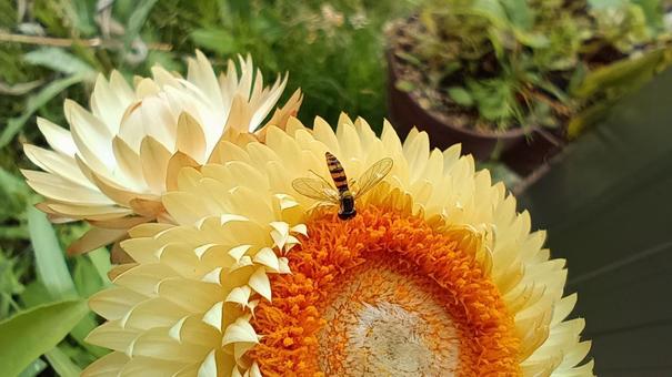 帝王貝細工の蜜を集める昆虫 帝王貝細工,昆虫,花の写真素材