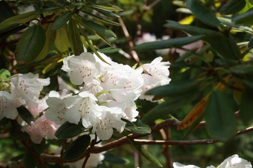 木漏れ日の中で咲くシナシャクナゲ シャクナゲ,石楠花,花の写真素材