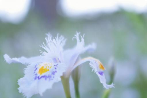 Iris japonica, JPG Iris japonica, JPG