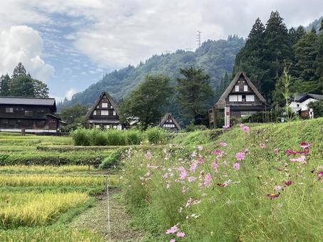 五箇山・相倉集落④ 五箇山,相倉集落,相倉の写真素材