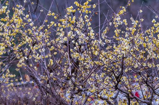 冬の蝋梅(ロウバイ)の花 冬の蝋梅(ロウバイ)の花の写真
