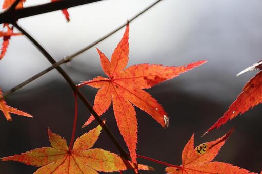 紅葉 紅葉,秋,秋イメージの写真素材