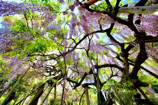 藤の花 横須賀しょうぶ園 藤の花 横須賀しょうぶ園 藤,藤棚,藤園の写真素材