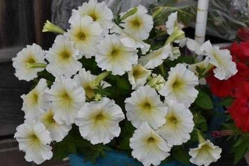 Photo, petunia, orticoltura, bianco, 