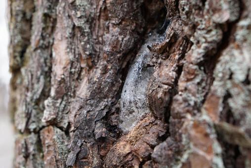 凍った樹液 樹皮アップ 凍った樹液 樹皮アップ 凍った,樹液,木の皮の写真素材
