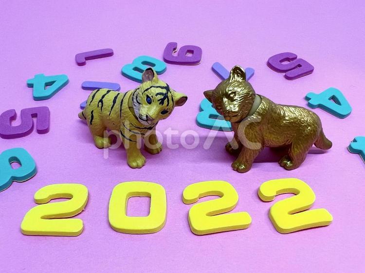 虎とカラフルな数字、2022年年賀状イメージ、寅年、ピンク背景 寅,年賀状,虎の写真素材