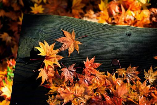 ベンチの上の紅葉 ベンチの上の紅葉,紅葉,モミジの写真素材