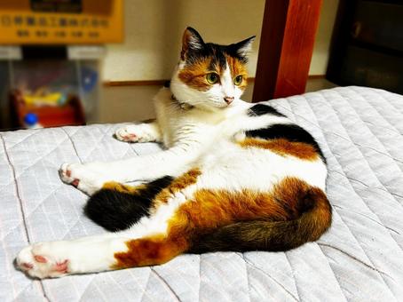 冷感シーツで猫もまったり 冷感シーツで猫もまったりの写真