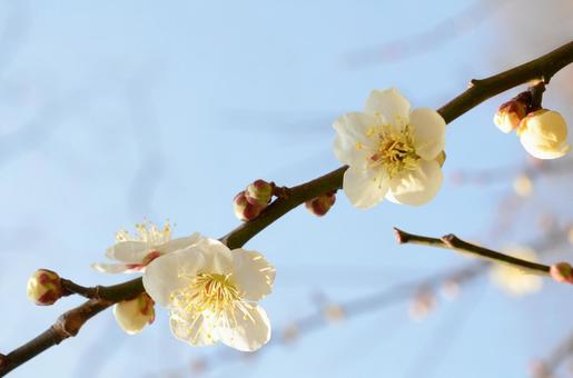 梅の花のイメージ 梅の花のイメージの写真