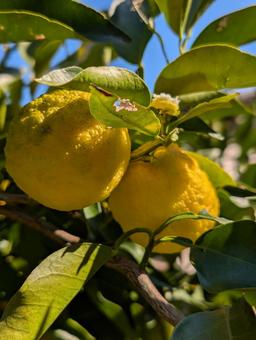 ゆず ゆず,ゆずの木,柑橘の写真素材