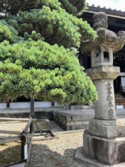 ごようまつ ごようまつの写真