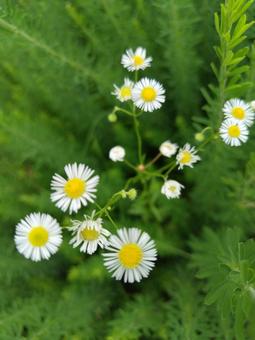 ヒナギク ヒナギク,可憐,自然の写真素材