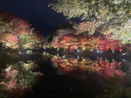 紅葉 紅葉 寺,灯火,秋の写真素材