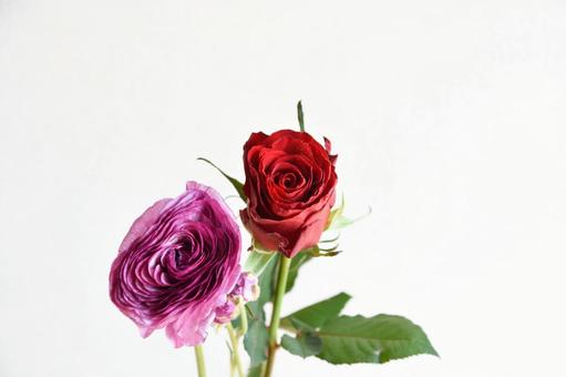 ラナンキュラスとばら ラナンキュラス,ばら,赤の写真素材
