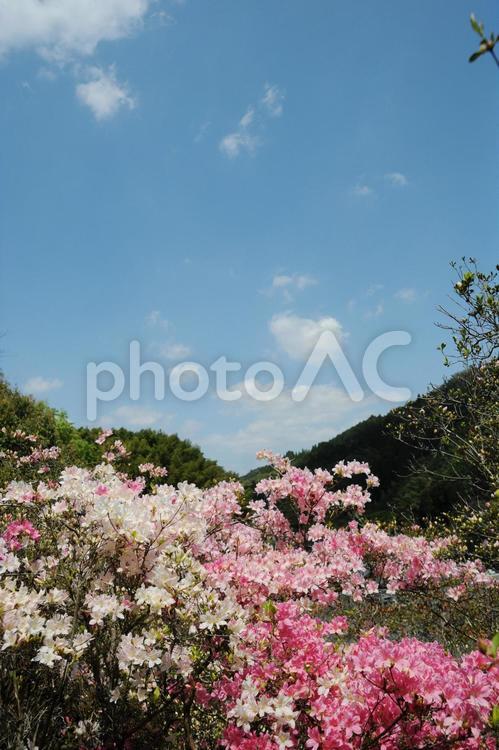 青空のもと山裾に咲く満開のツツジ ツツジ,つつじ,躑躅の写真素材