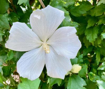 Pure white flower, JPG