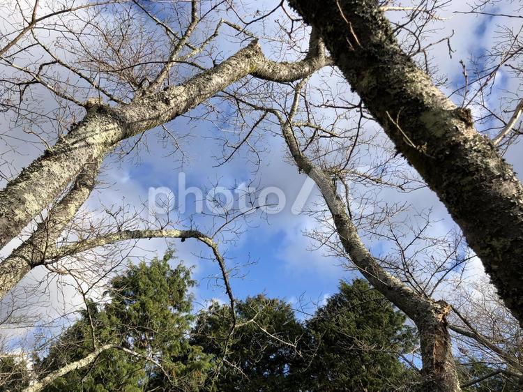 アーチの様に重なり合う白い森林 アーチ,風景,景色の写真素材