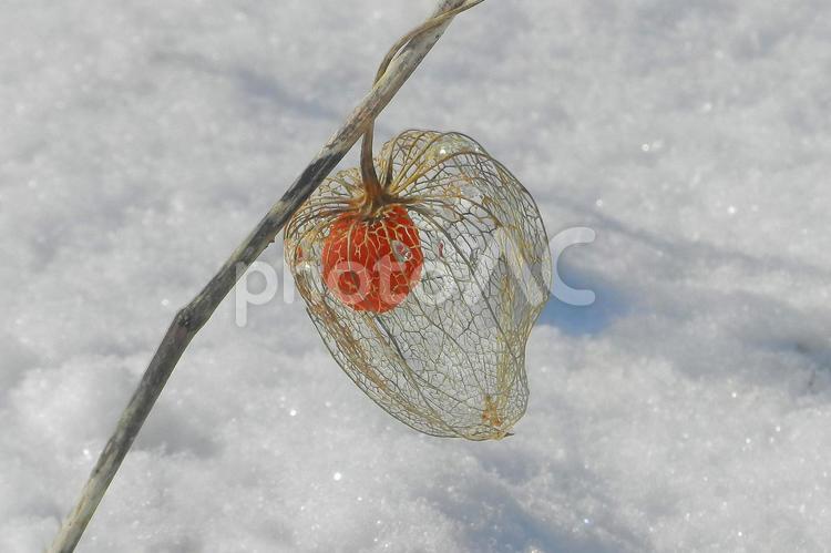 雪の中のほおずき ほおずき,赤,実の写真素材